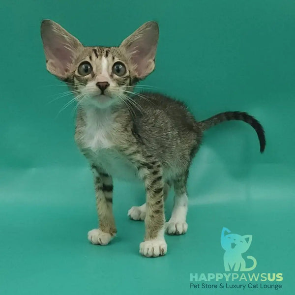 Valery Oriental Shorthair female black tortie bicolour spotted tabby - live animals