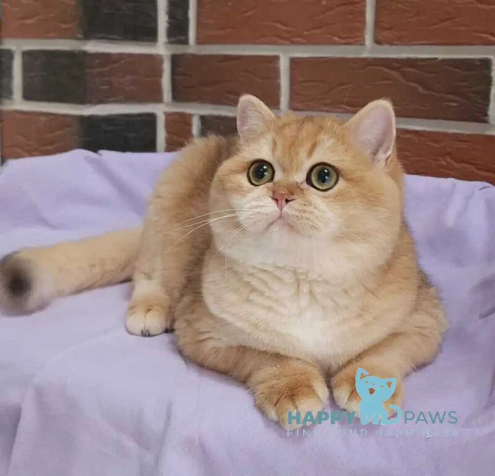 Valet British Shorthair male black golden chinchilla live animals