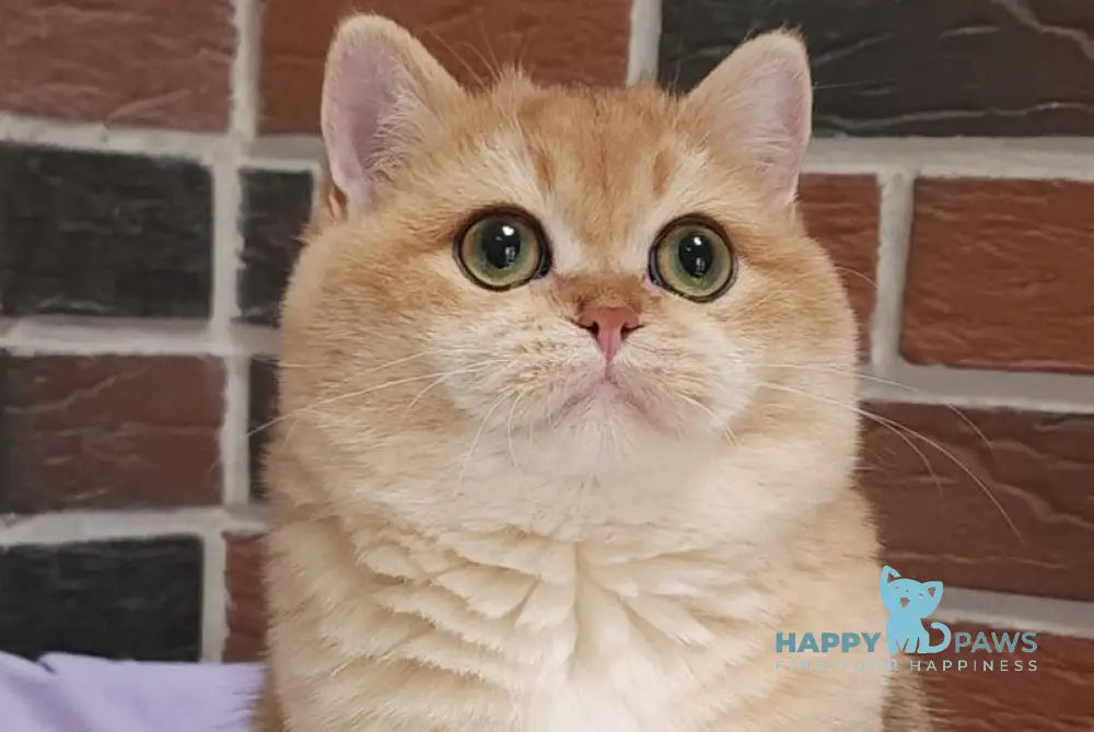 Valet British Shorthair male black golden chinchilla live animals