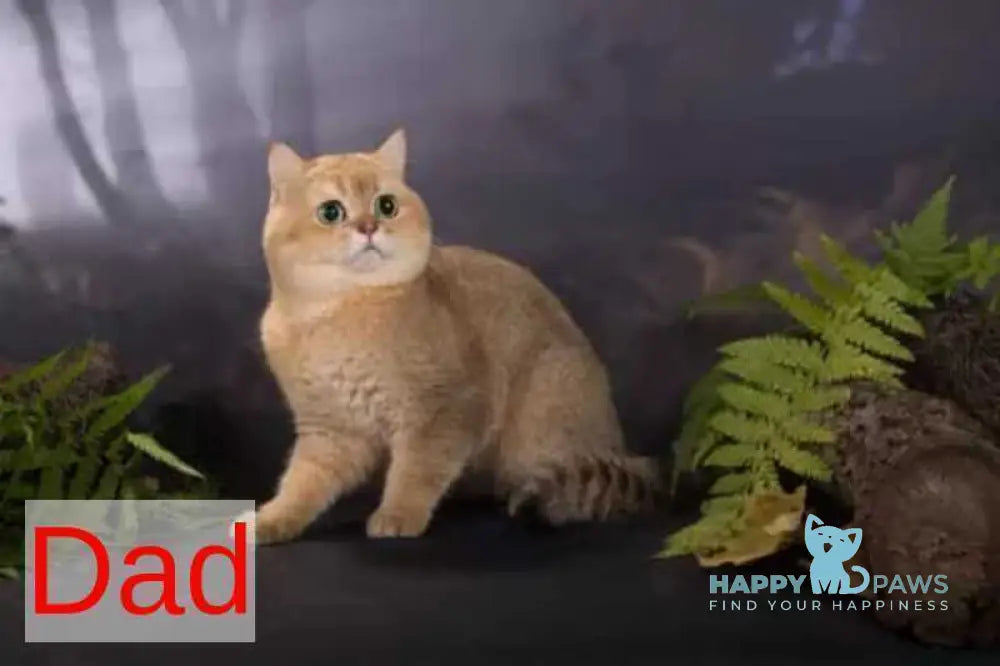 Valet British Shorthair male black golden chinchilla live animals