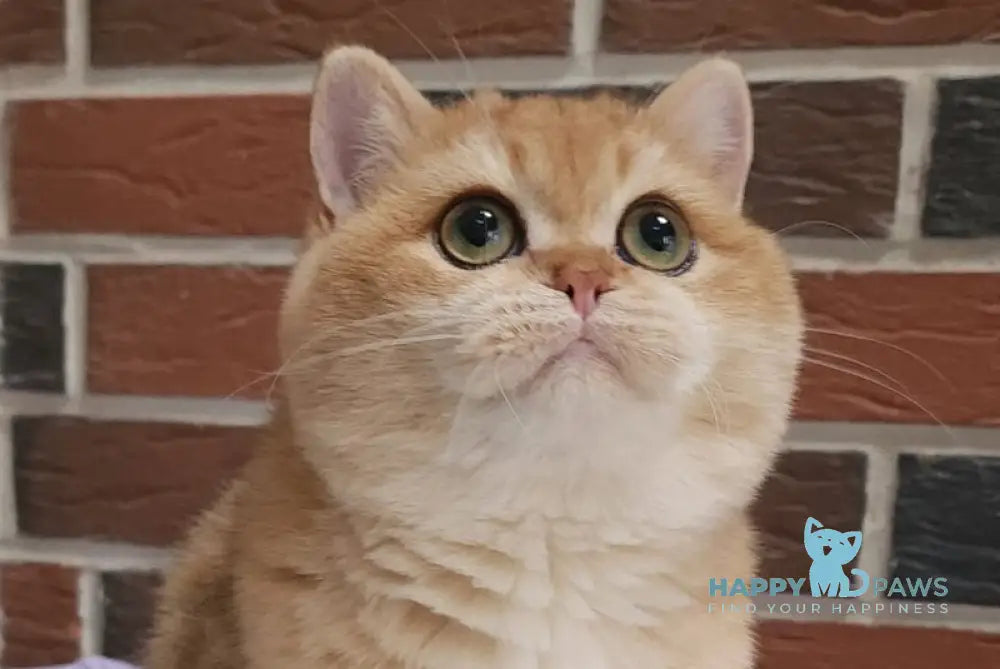 Valet British Shorthair male black golden chinchilla live animals