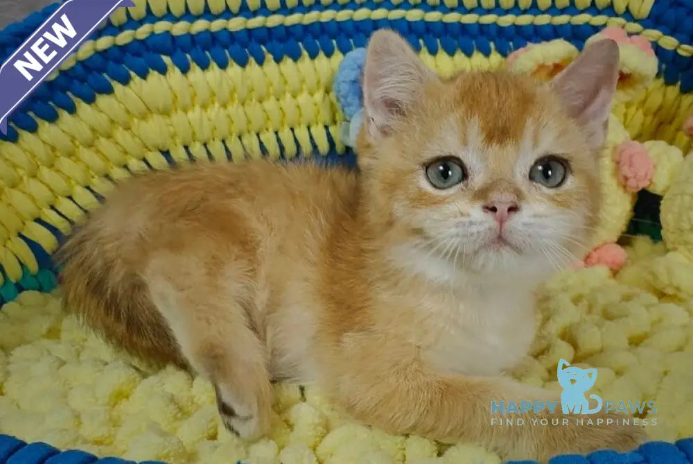 Valet British Shorthair male chocolate golden chinchilla live animals