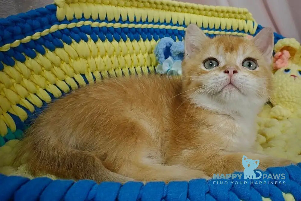 Valet British Shorthair male chocolate golden chinchilla live animals