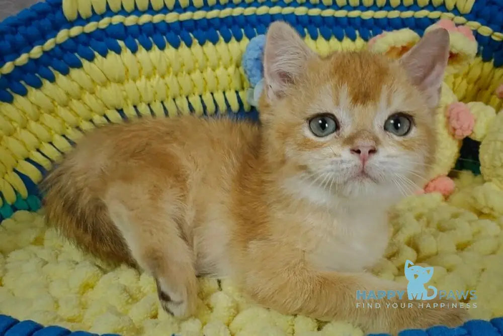 Valet British Shorthair male chocolate golden chinchilla live animals