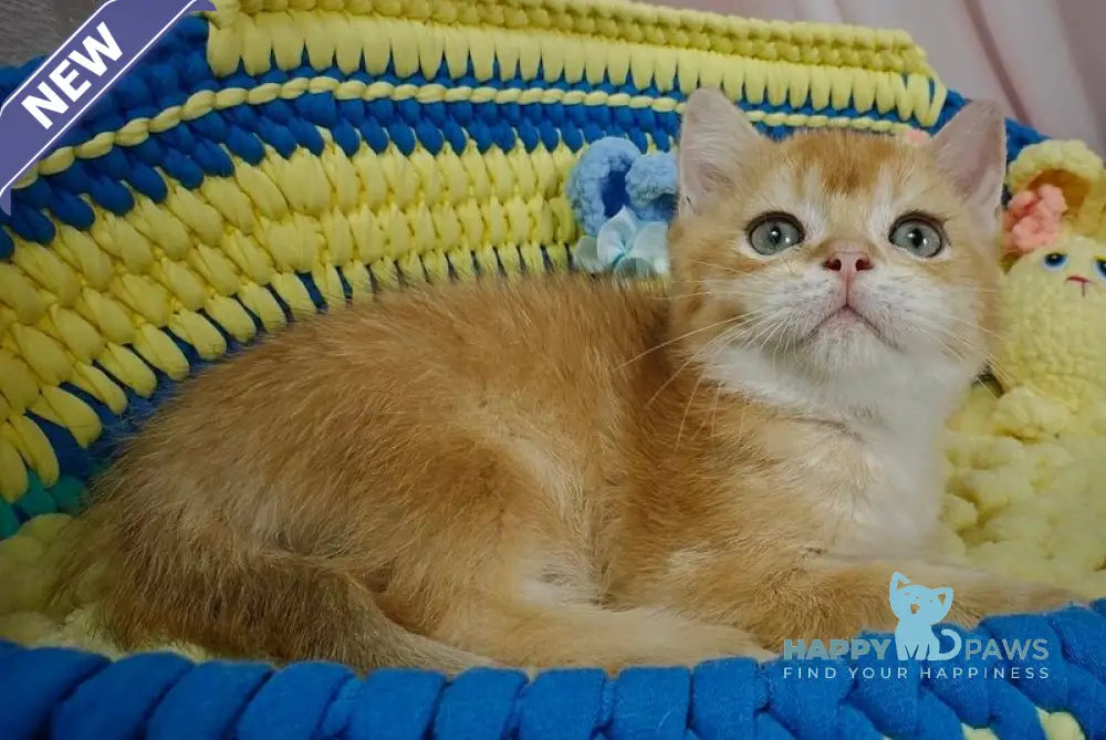 Valet British Shorthair male chocolate golden chinchilla live animals