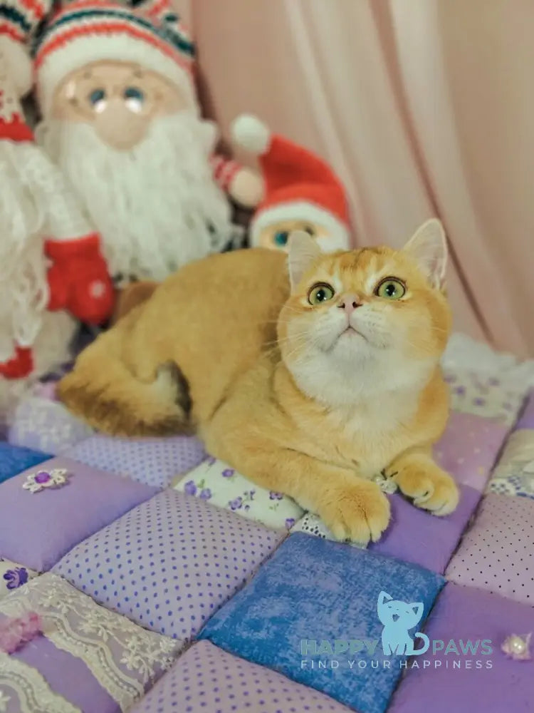 Valet British Shorthair male chocolate golden shaded live animals