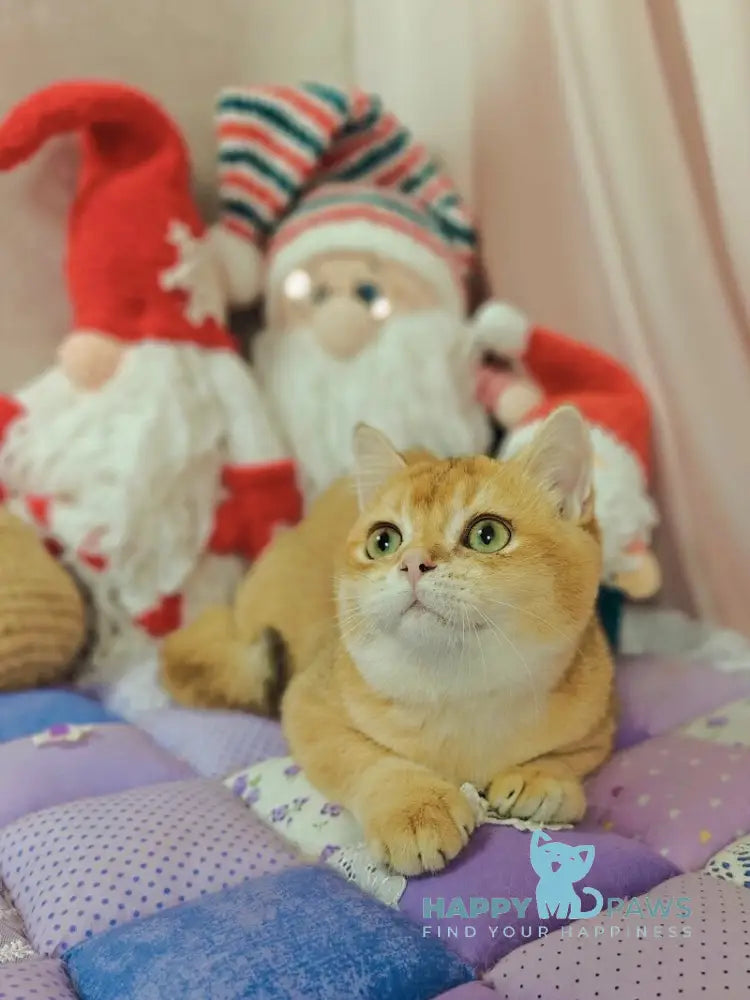 Valet British Shorthair male chocolate golden shaded live animals