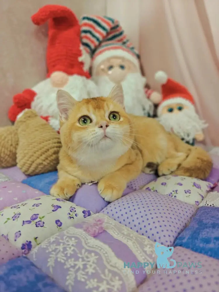 Valet British Shorthair male chocolate golden shaded live animals