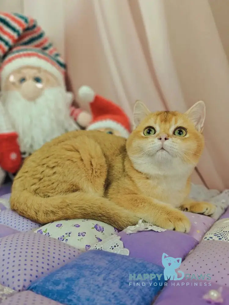 Valet British Shorthair male chocolate golden shaded live animals