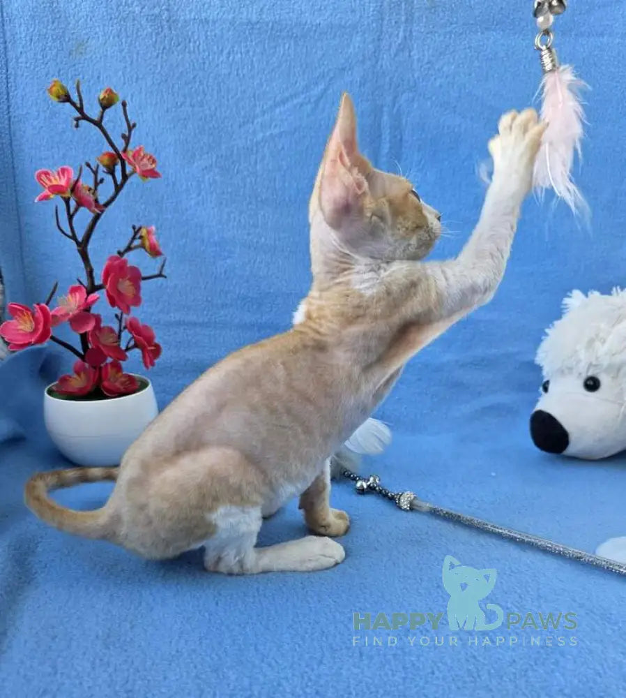 Valet Devon Rex male red bicolour spotted tabby live animals