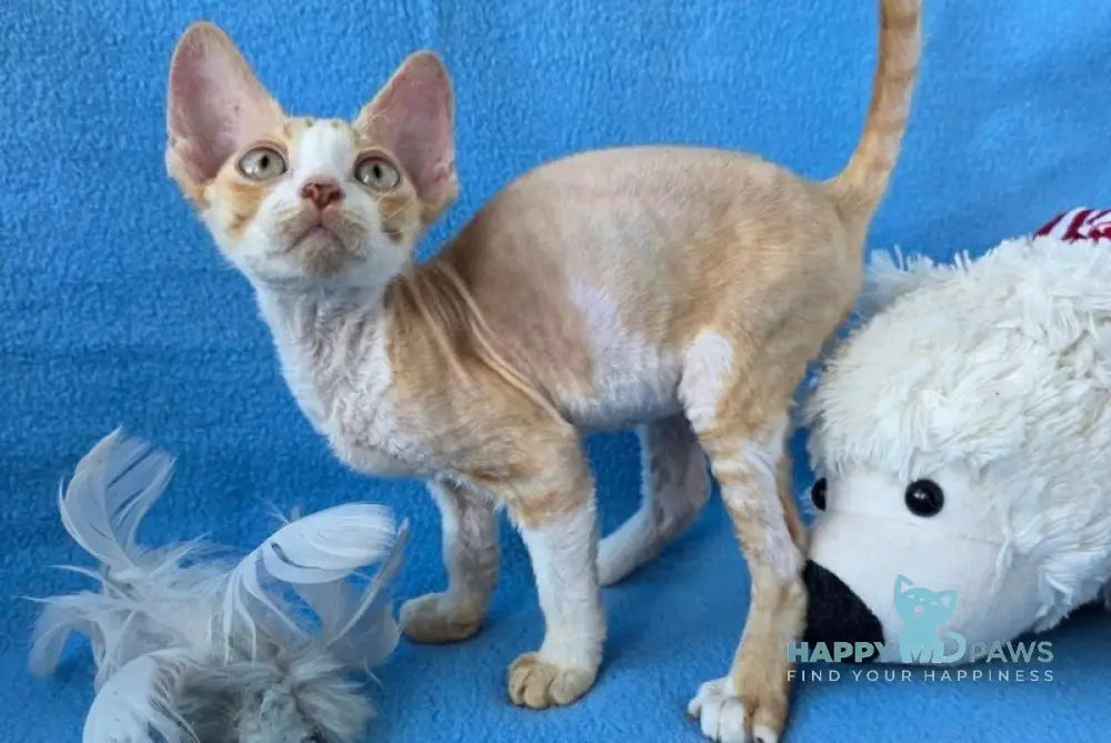 Valet Devon Rex male red bicolour spotted tabby live animals