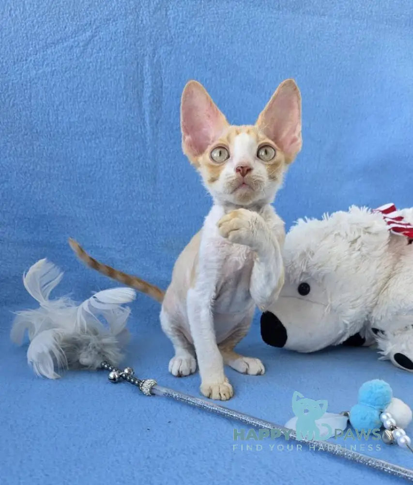 Valet Devon Rex male red bicolour spotted tabby live animals