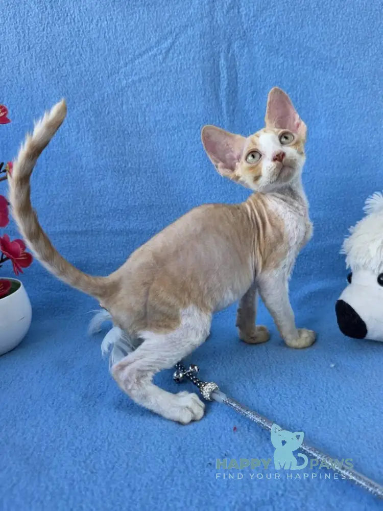 Valet Devon Rex male red bicolour spotted tabby live animals