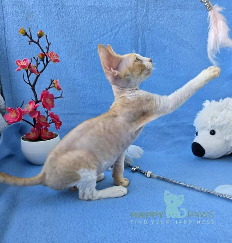 Valet Devon Rex male red bicolour spotted tabby live animals