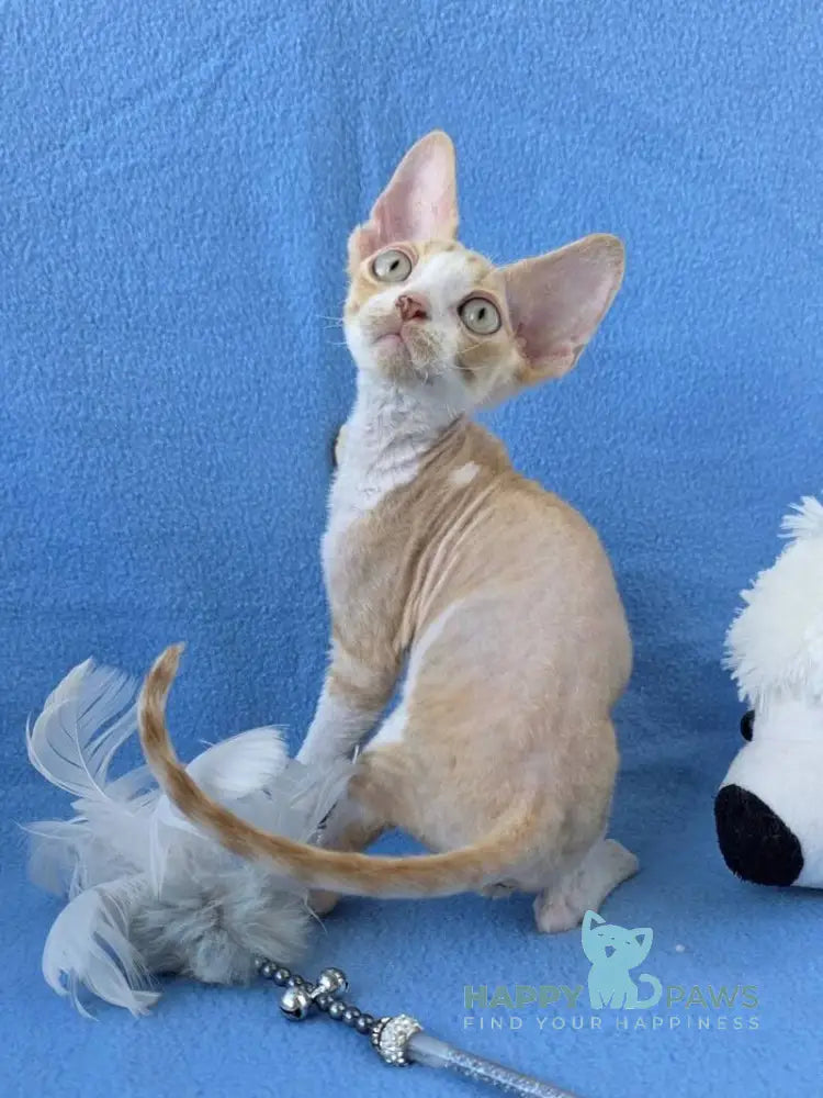 Valet Devon Rex male red bicolour spotted tabby live animals