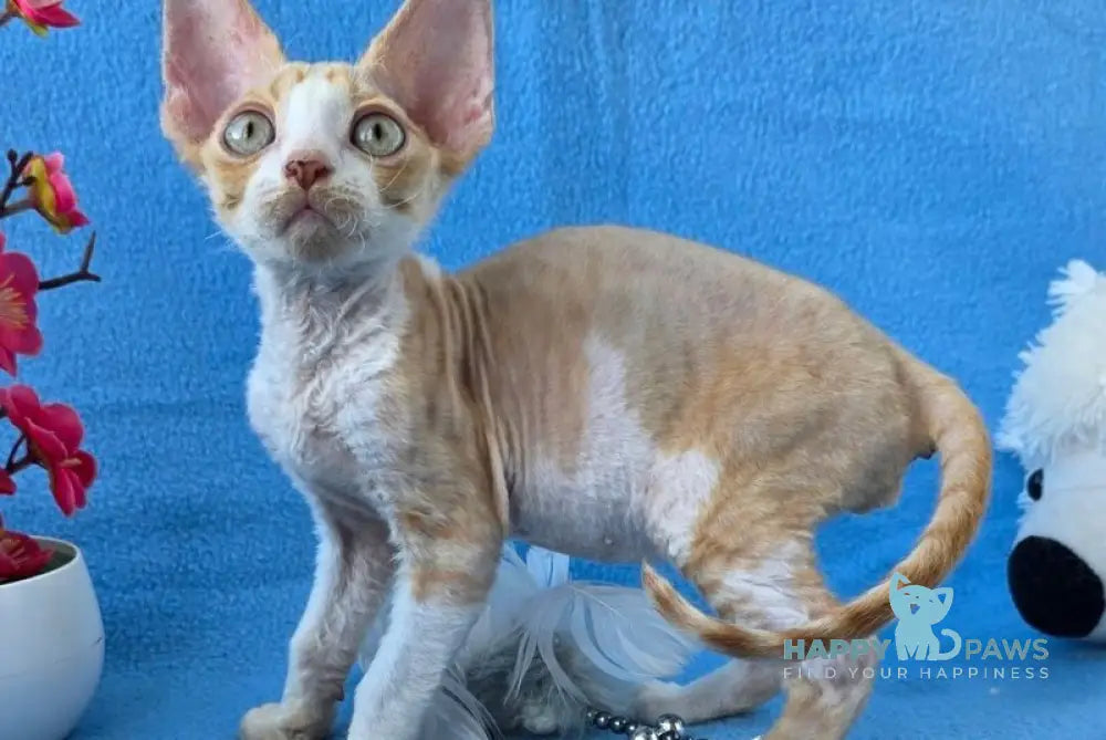 Valet Devon Rex male red bicolour spotted tabby live animals