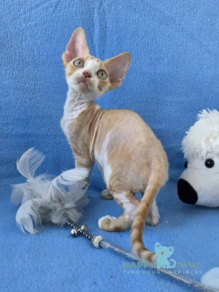 Valet Devon Rex male red bicolour spotted tabby live animals