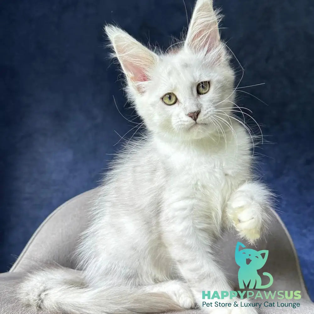 Valiant Maine Coon male black silver shaded - live animals