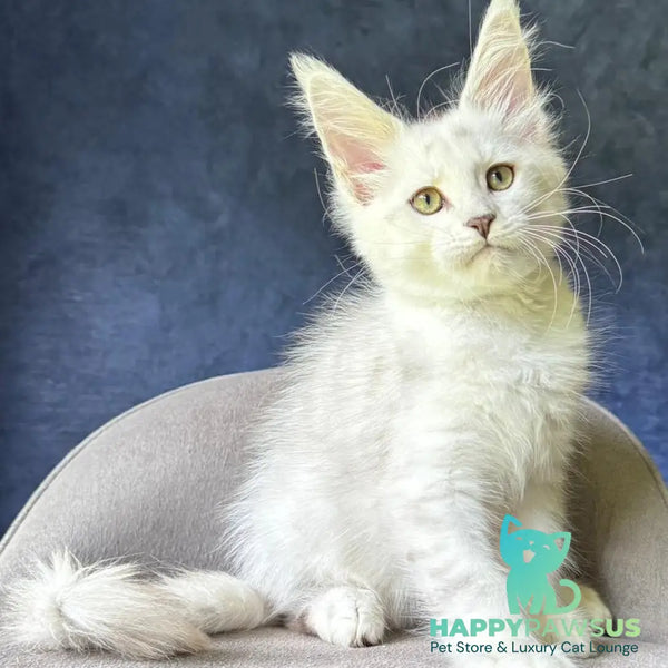 Valiant Maine Coon male black silver shaded - live animals