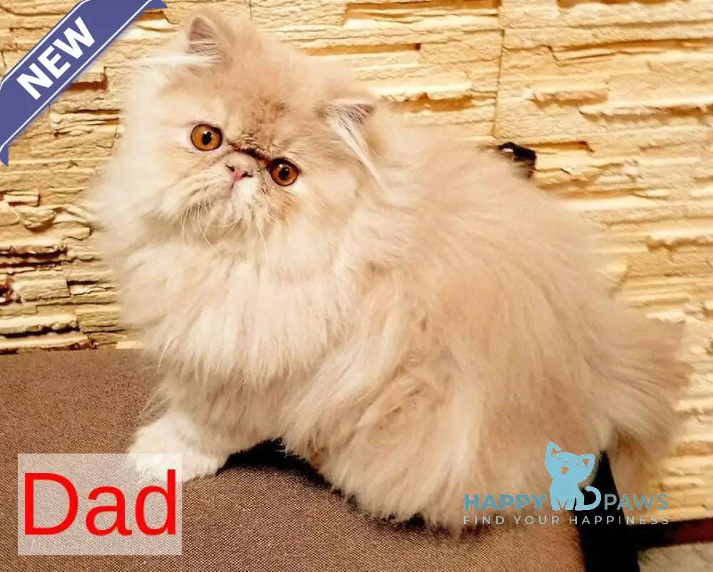 Valter-Leo Persian male red tabby live animals