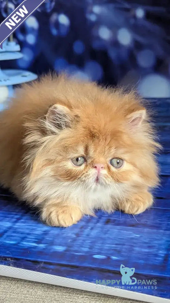 Valter-Leo Persian male red tabby live animals