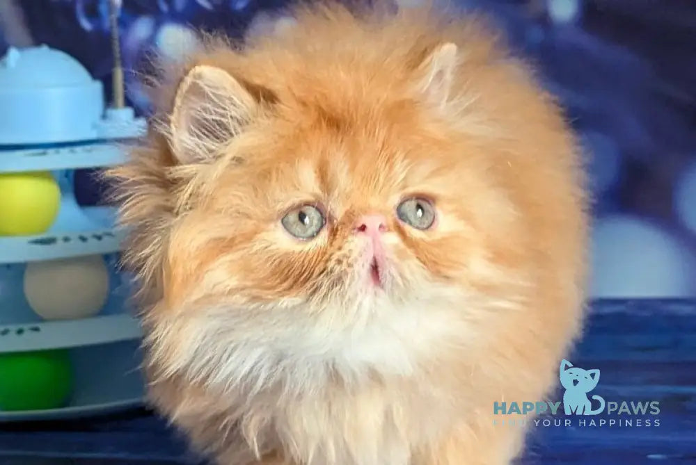Valter-Leo Persian male red tabby live animals