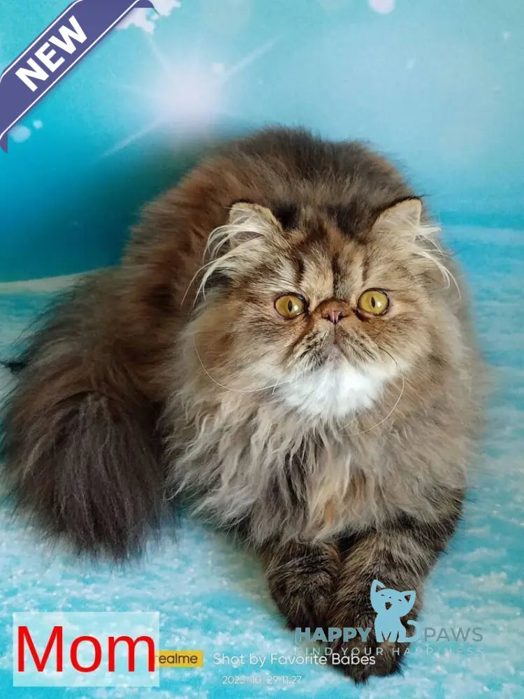 Valter-Leo Persian male red tabby live animals