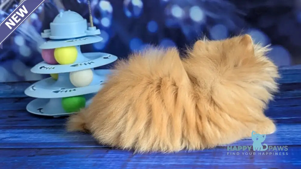 Valter-Leo Persian male red tabby live animals