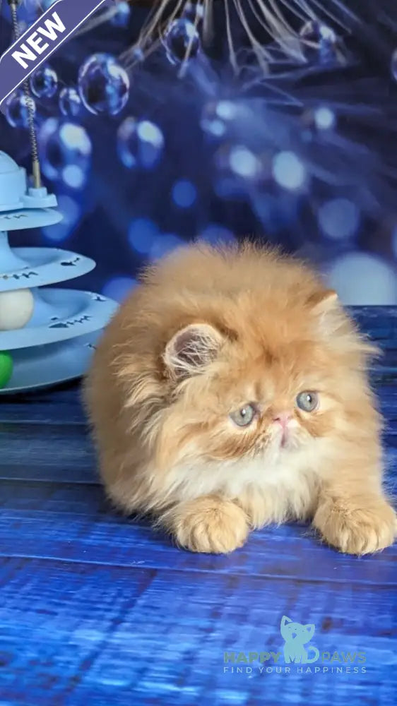 Valter-Leo Persian male red tabby live animals