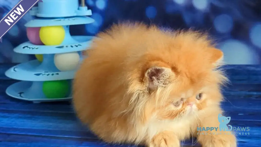 Valter-Leo Persian male red tabby live animals