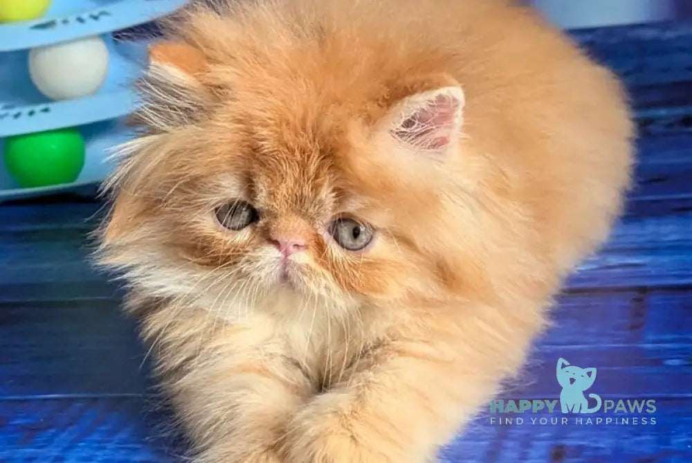 Valter-Leo Persian male red tabby live animals