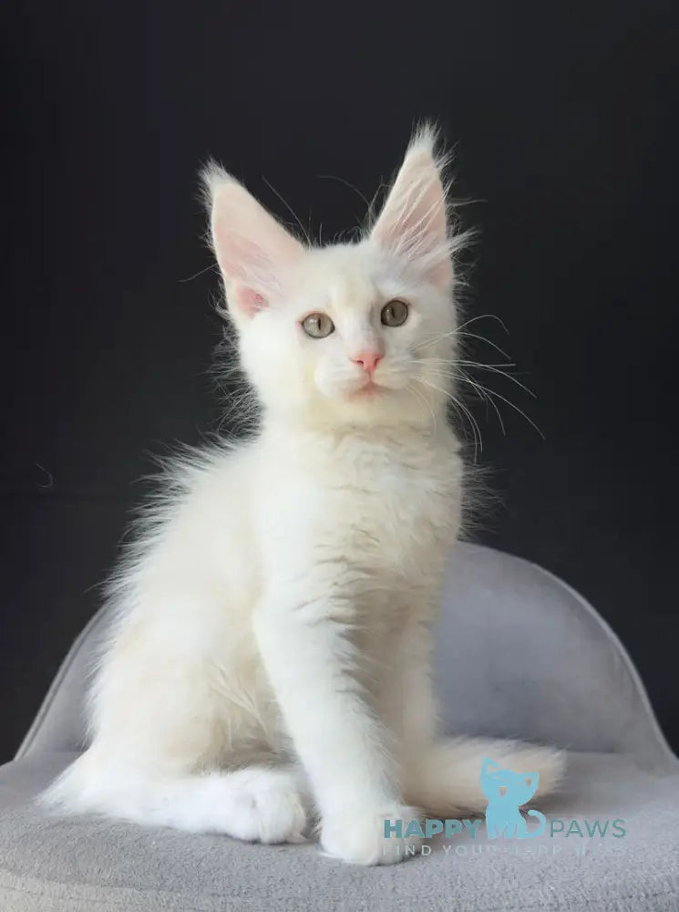Valui Maine Coon male cream silver live animals