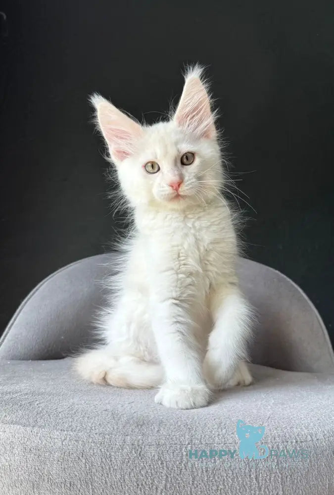 Valui Maine Coon male cream silver live animals