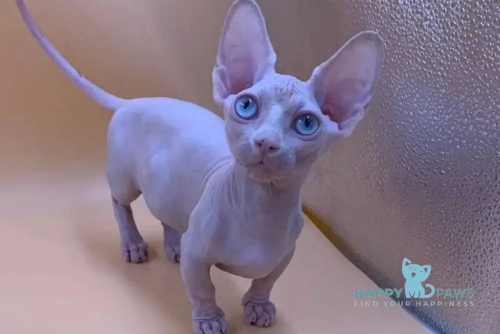 Valya Bambino female white live animals