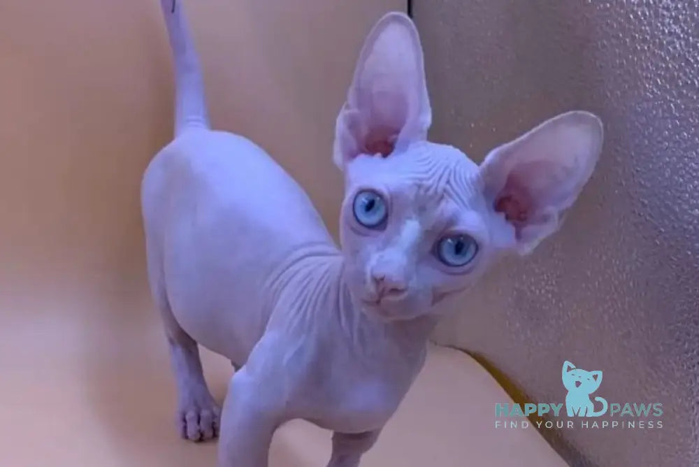 Valya Bambino female white live animals