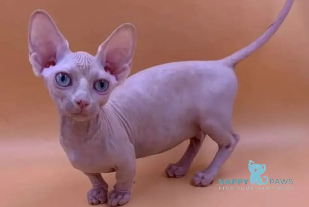 Valya Bambino female white live animals