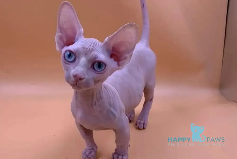 Valya Bambino female white live animals