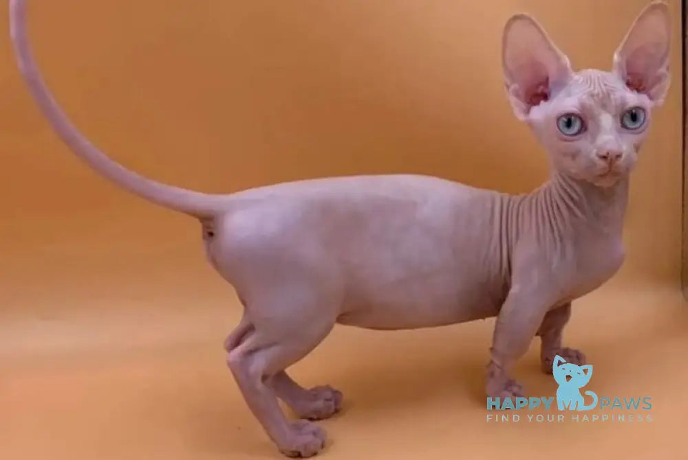 Valya Bambino female white live animals