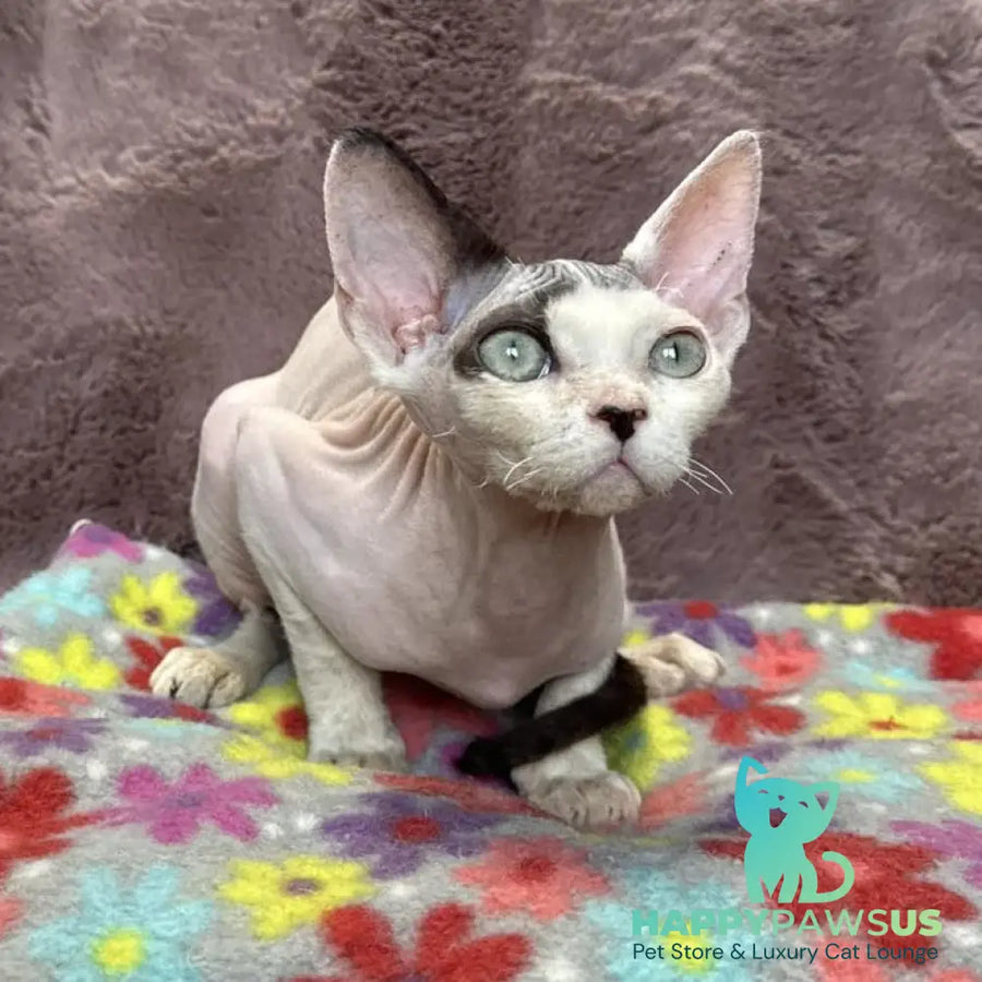 Van Devon Rex male black harlequin - live animals
