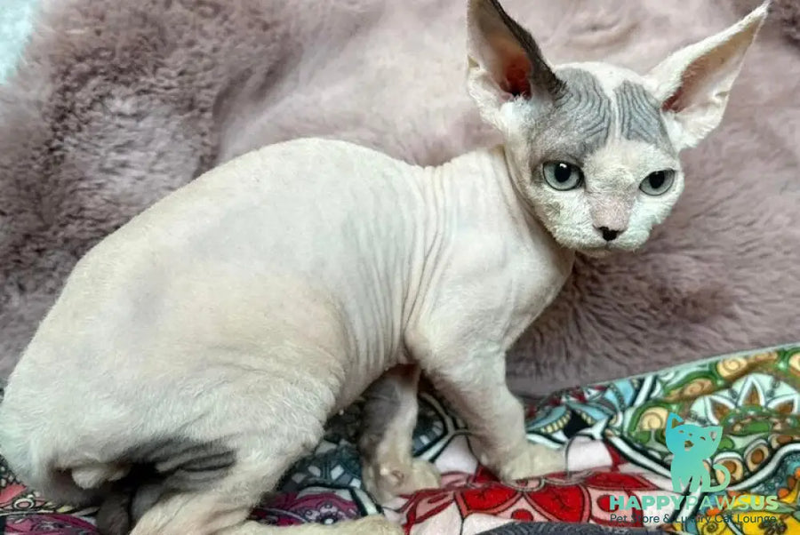 Van Devon Rex male black harlequin - live animals