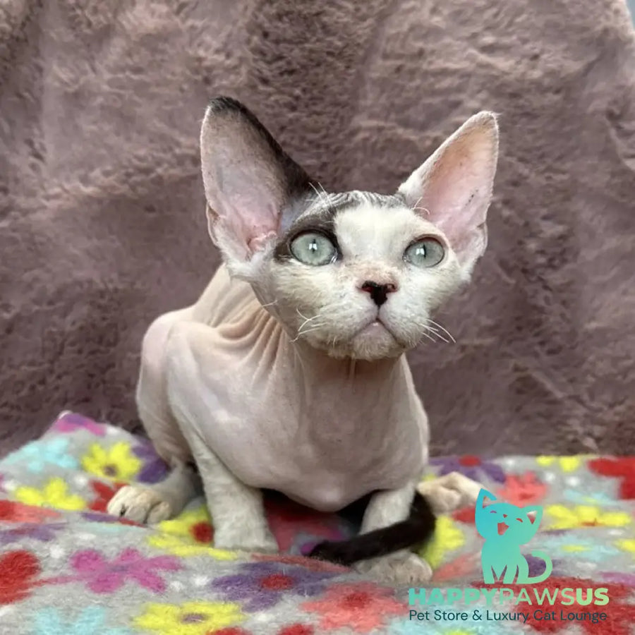 Van Devon Rex male black harlequin - live animals
