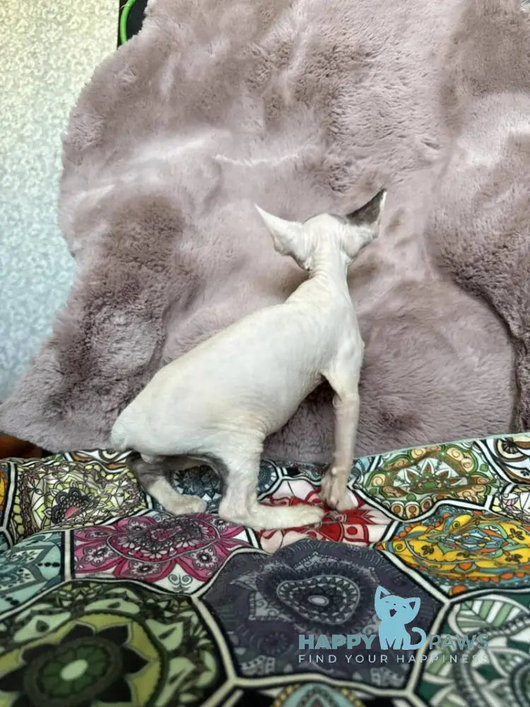 Van Devon Rex male black harlequin - live animals