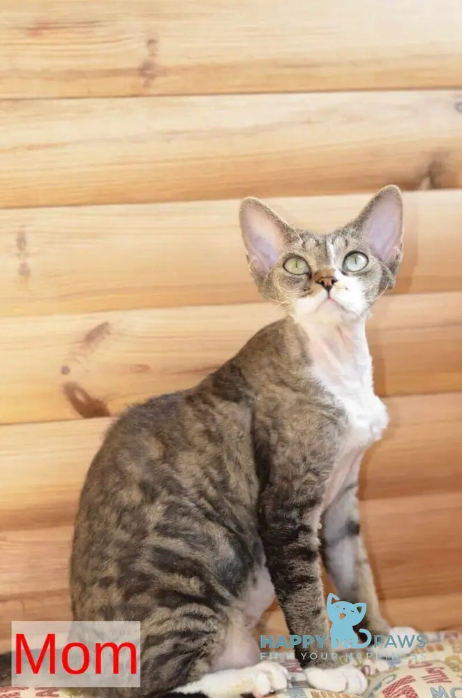 Van Devon Rex male black harlequin - live animals