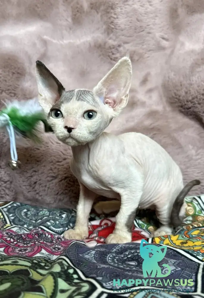 Van Devon Rex male black harlequin - live animals