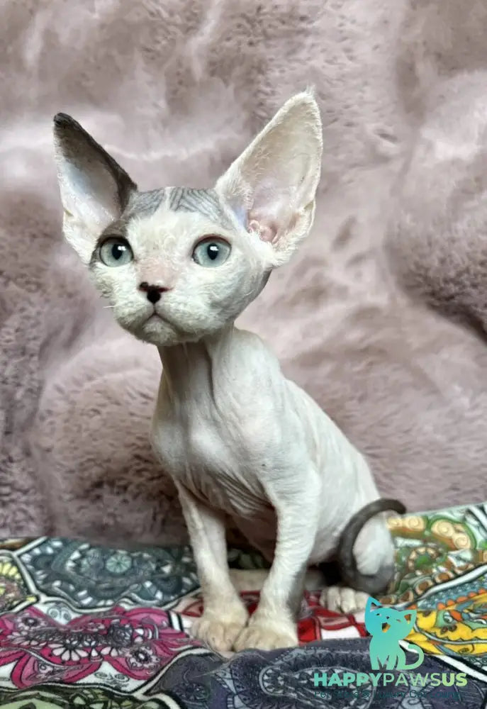 Van Devon Rex male black harlequin - live animals