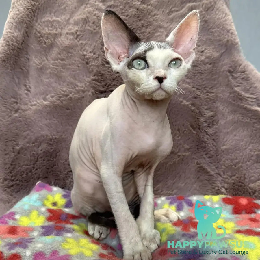 Van Devon Rex male black harlequin - live animals