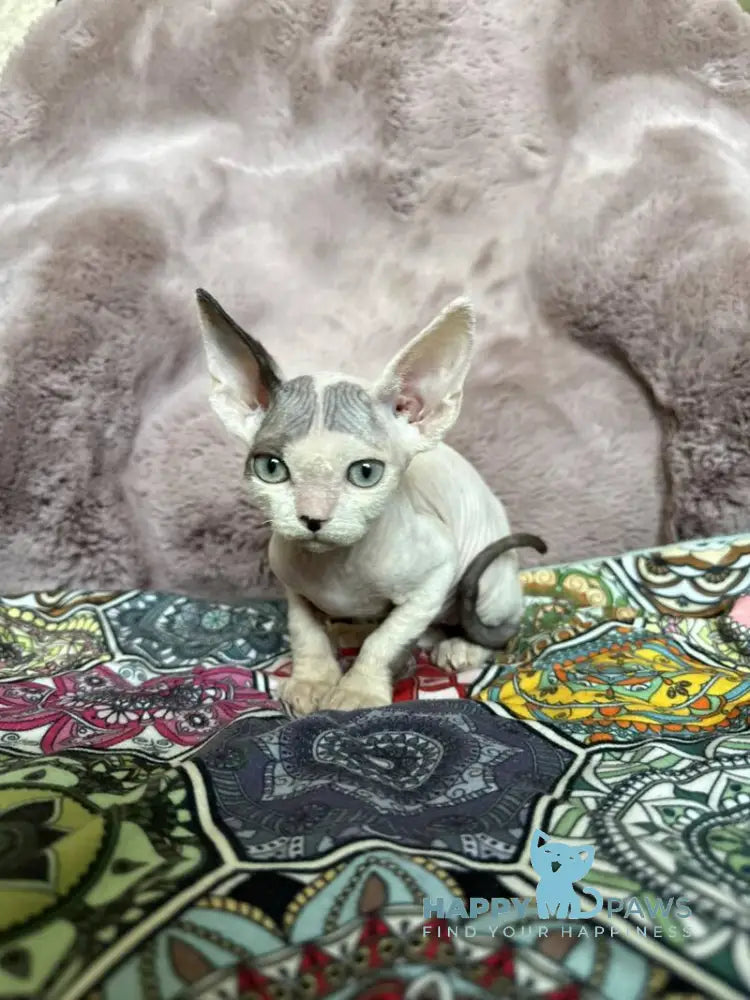 Van Devon Rex male black harlequin - live animals