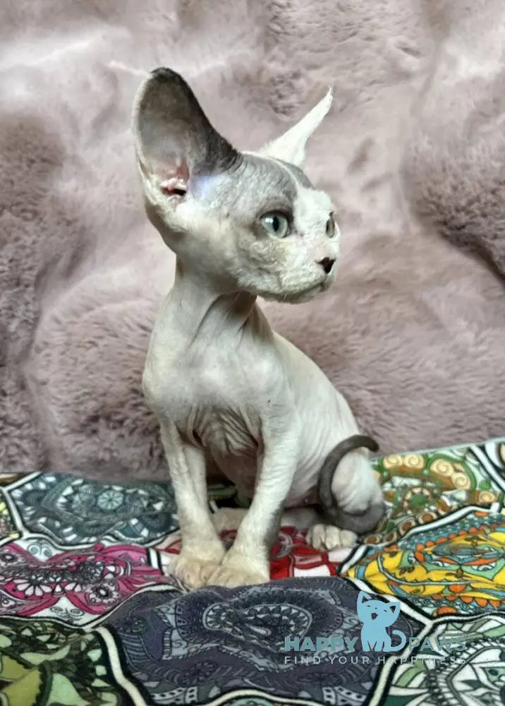 Van Devon Rex male black harlequin - live animals