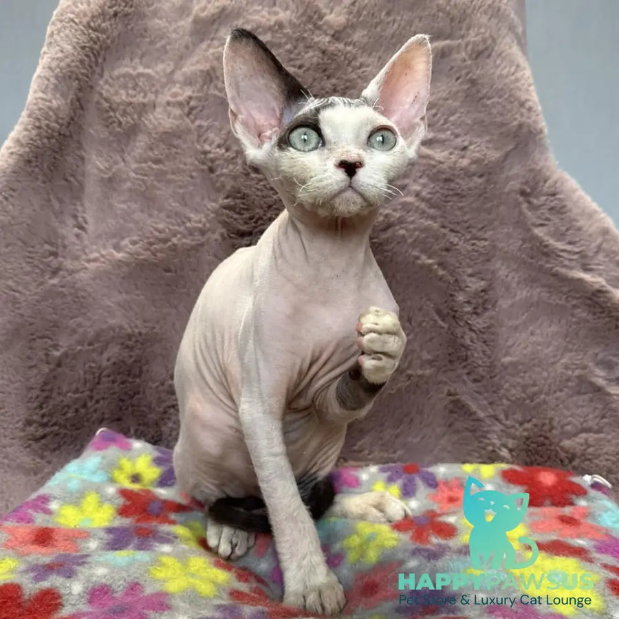 Van Devon Rex male black harlequin - live animals