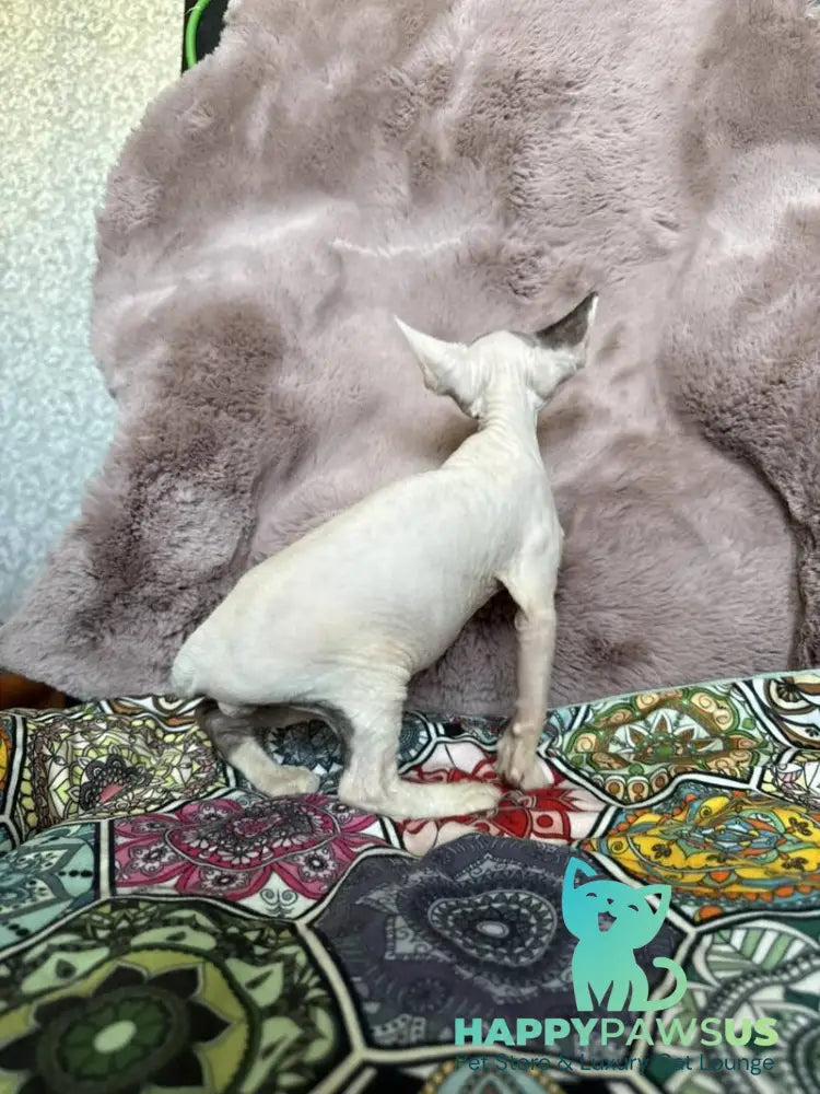 Van Devon Rex male black harlequin - live animals